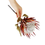 Die Königsprotea, die Nationalblume von Südafrika. Sie finden sie in den handcrafted Gins von Inverroche – den 
